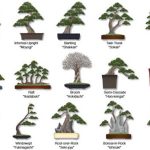 Những kiểu dáng bonsai cơ bản