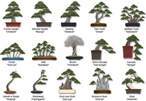 Những kiểu dáng bonsai cơ bản