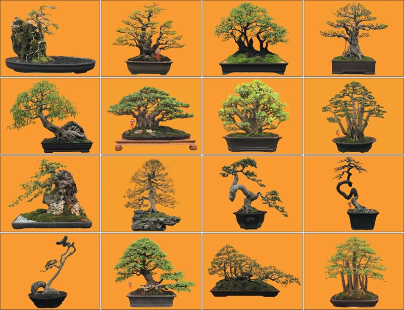 Những kiểu dáng bonsai cơ bản