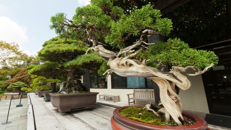  Mẫu bonsai đẹp long cuốn thủy