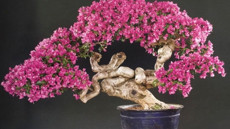 Hoa giấy bonsai đẹp