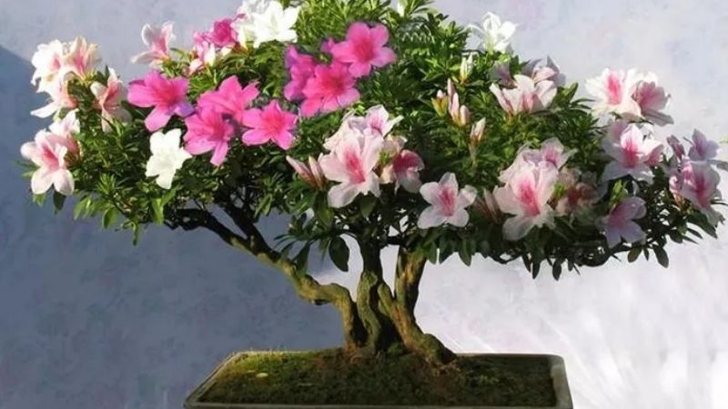 hoa đỗ quyên bonsai đẹp