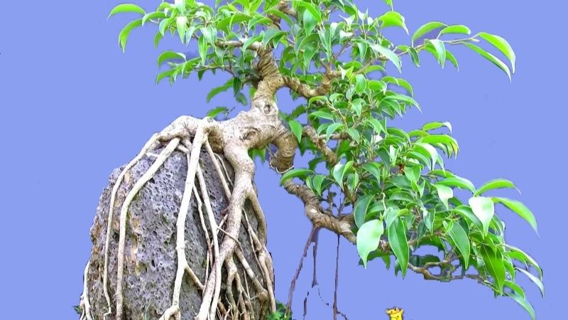 cây si cảnh bonsai