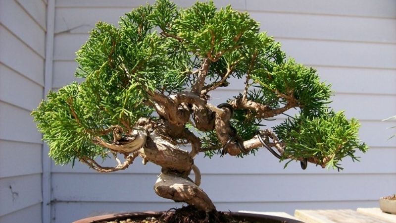 Cây tùng Bonsai đẹp