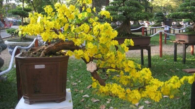 Cây mai vàng bonsai