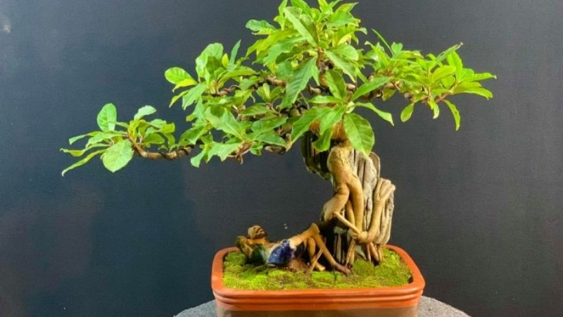 Cây lộc vừng bonsai