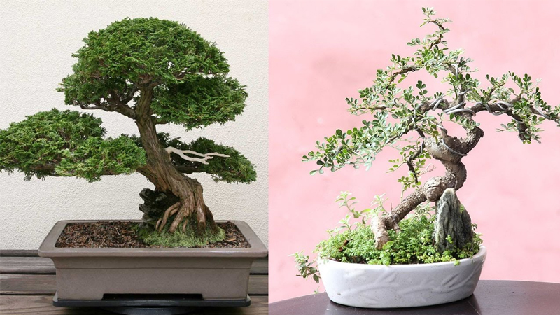 Những mẫu bonsai đẹp cho tết 2025