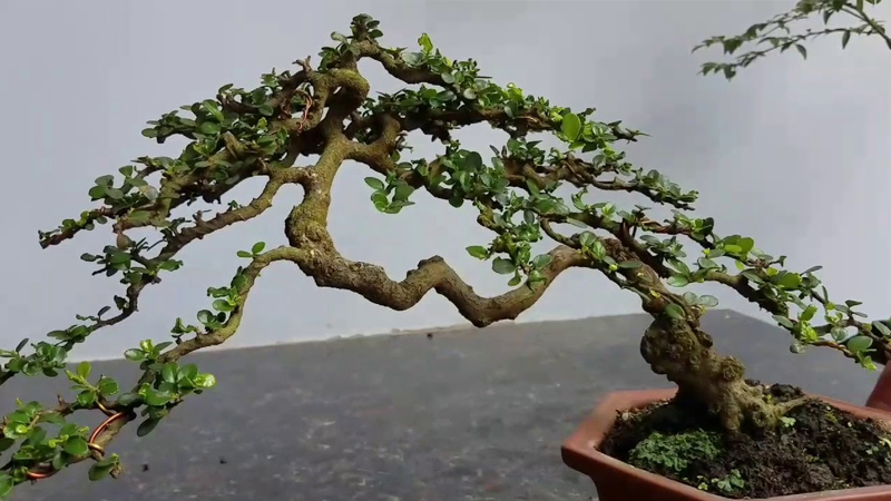 Những mẫu bonsai đẹp cho tết 2025