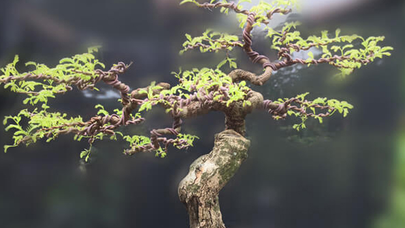 Những mẫu bonsai đẹp cho tết 2025