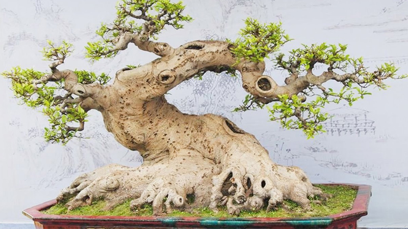 Những mẫu bonsai đẹp cho tết 2025