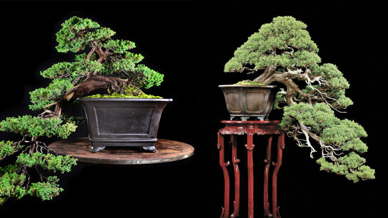 Những mẫu bonsai đẹp cho tết 2025