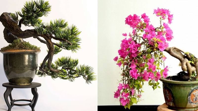 Những mẫu bonsai đẹp cho tết 2025