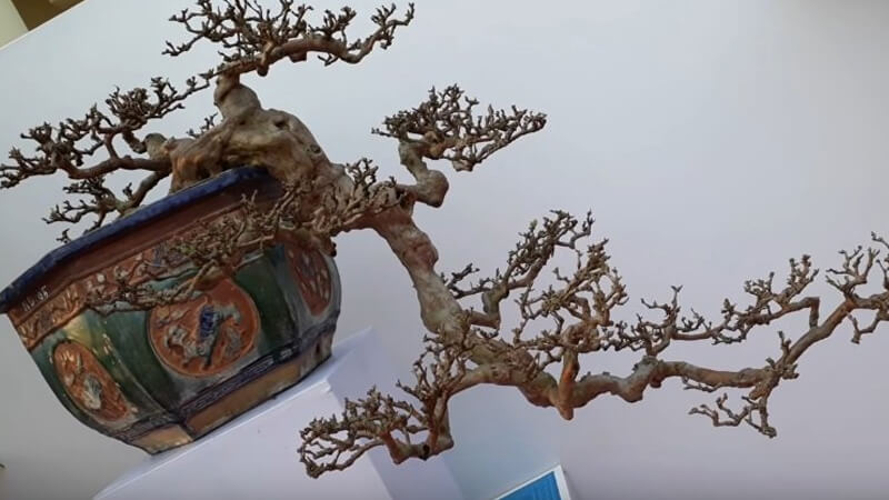 Những mẫu bonsai đẹp cho tết 2025