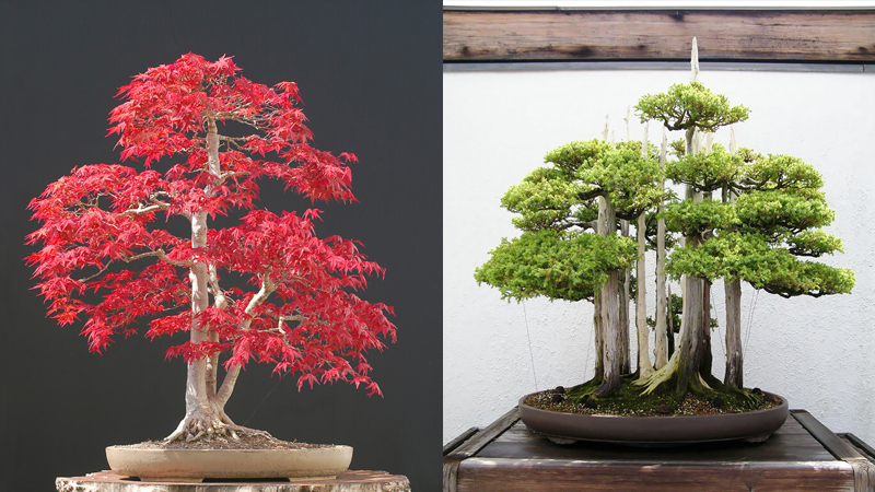 Mẫu bonsai thất hiền thu hút