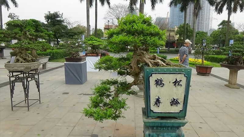 Mẫu bonsai thất hiền thu hút