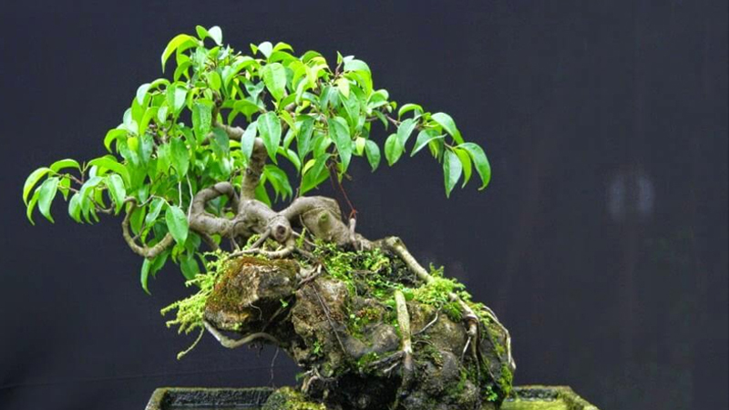 Mẫu bonsai thất hiền thu hút