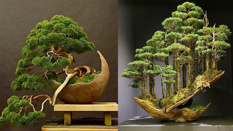 Mẫu bonsai thất hiền thu hút