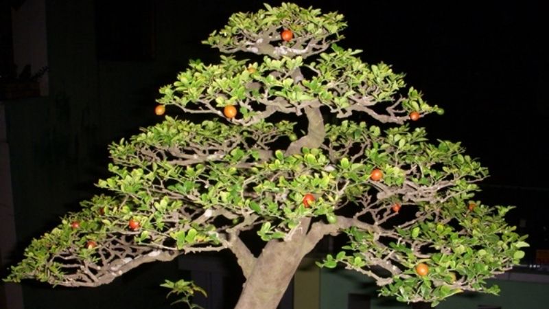 Mẫu bonsai ngũ phúc hiếm