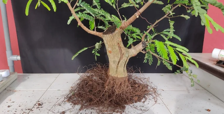 Cách tỉa rễ cây bonsai