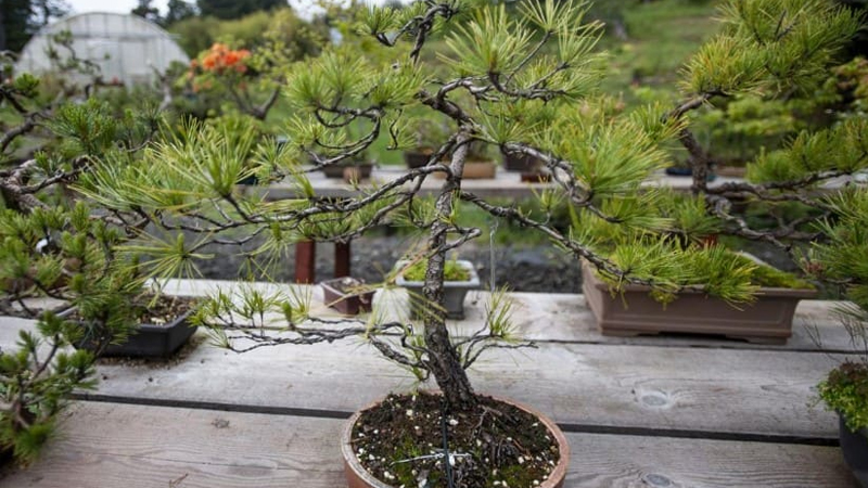 Những mẫu bonsai đẹp cho tết 2025