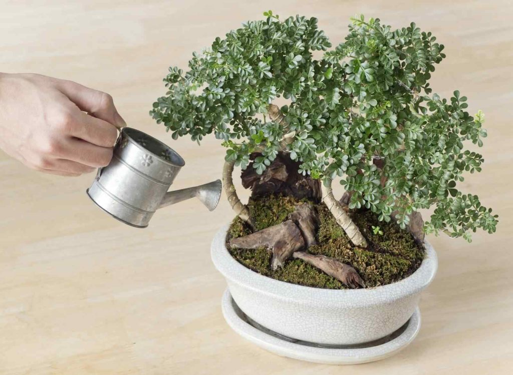 Chăm sóc cây bonsai của bạn