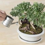 Chăm sóc cây bonsai của bạn