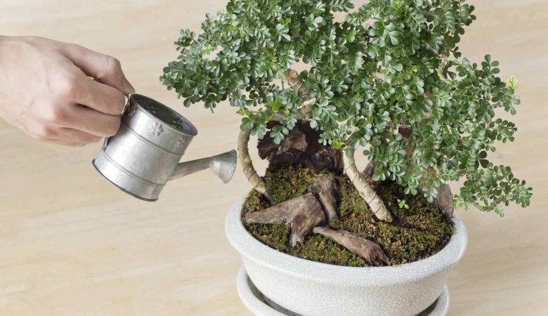 Chăm sóc cây bonsai của bạn