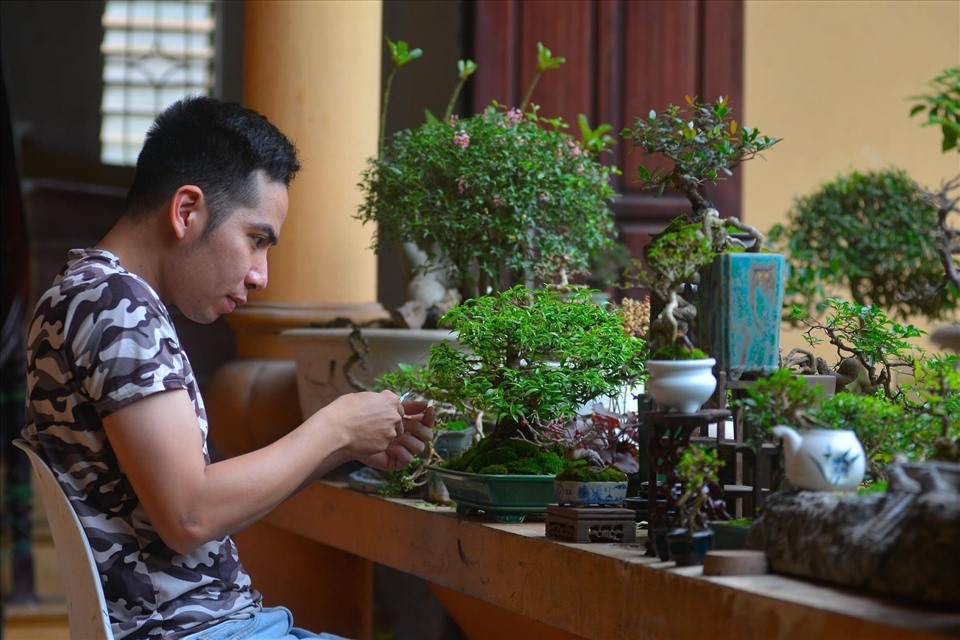 Xu hướng chơi bonsai mini hiện nay