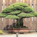 Cây bonsai đắt nhất thế giới