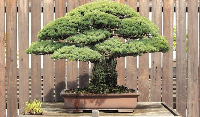 Cây bonsai đắt nhất thế giới