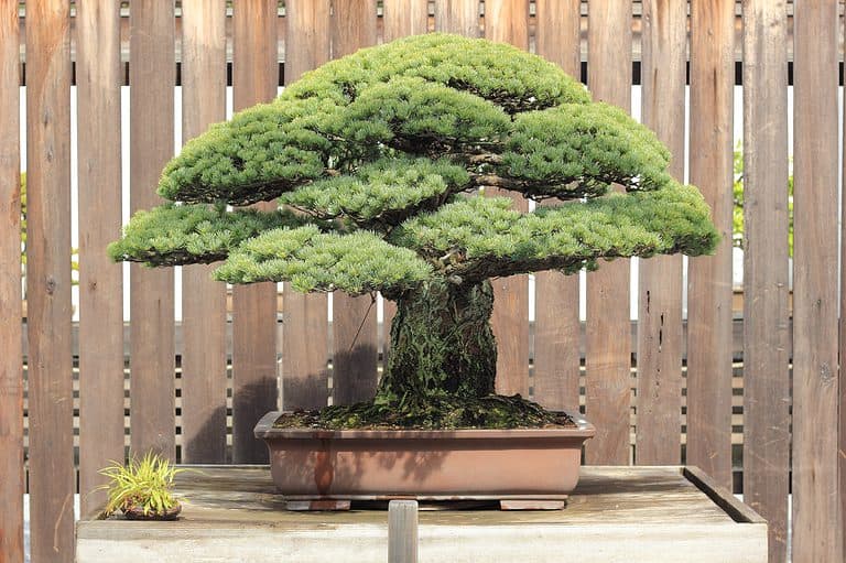 Cây bonsai đắt nhất thế giới