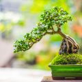 Bonsai là gì?