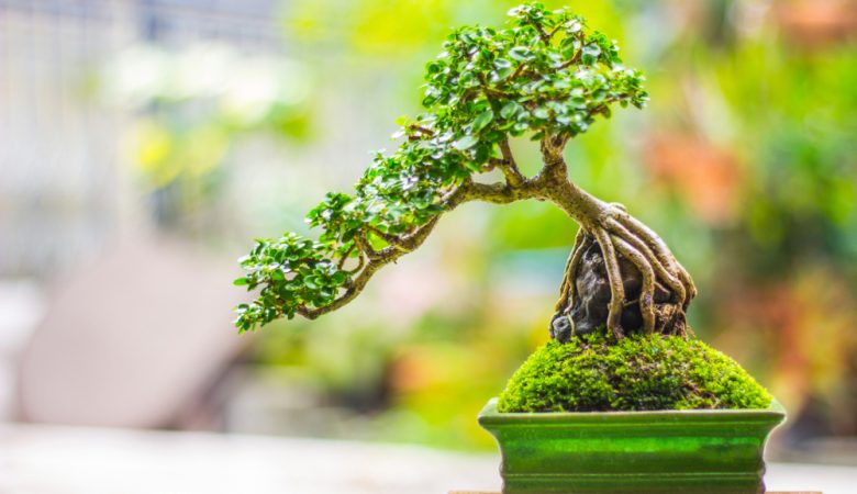 Bonsai là gì?