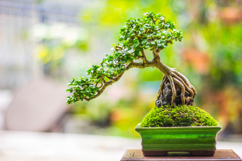 Bonsai là gì?