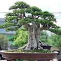 Cây bonsai không phải là những cây lùn