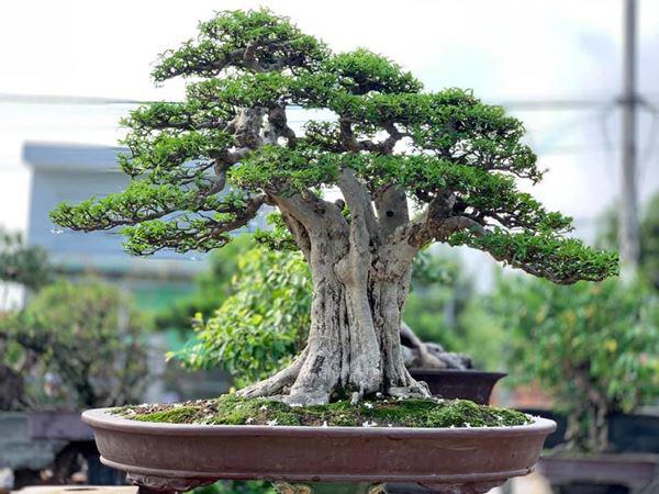 Cây bonsai không phải là những cây lùn