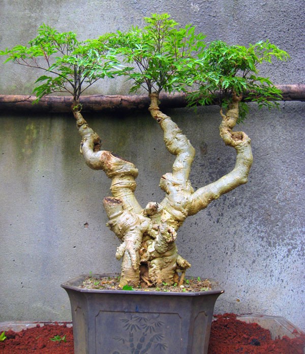 Mãn nhãn loạt bonsai đinh lăng siêu lạ mắt