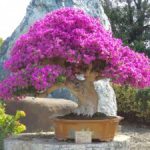 Cây hoa giấy bonsai