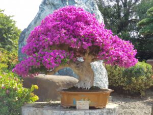 Cây hoa giấy bonsai