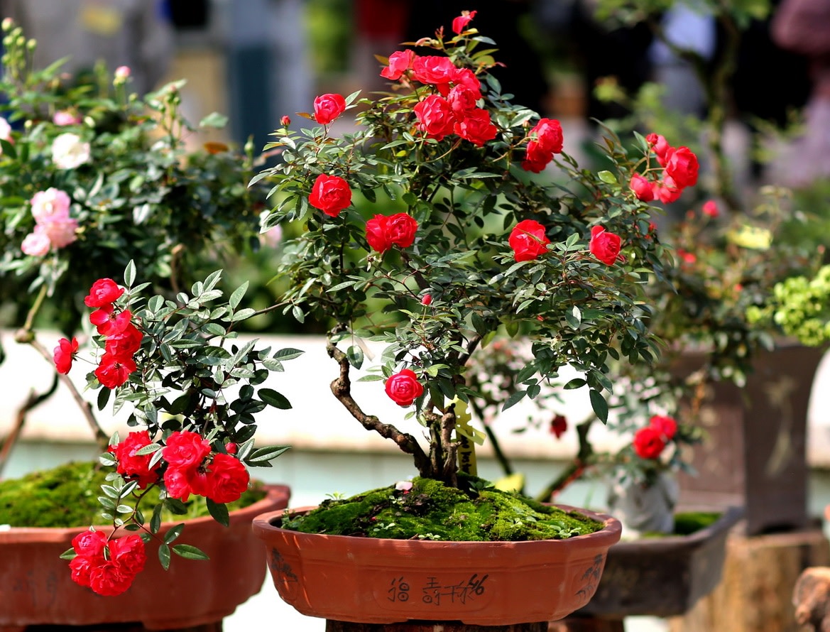 Học cách trồng hoa hồng bonsai - nghệ thuật làm vườn độc đáo ...