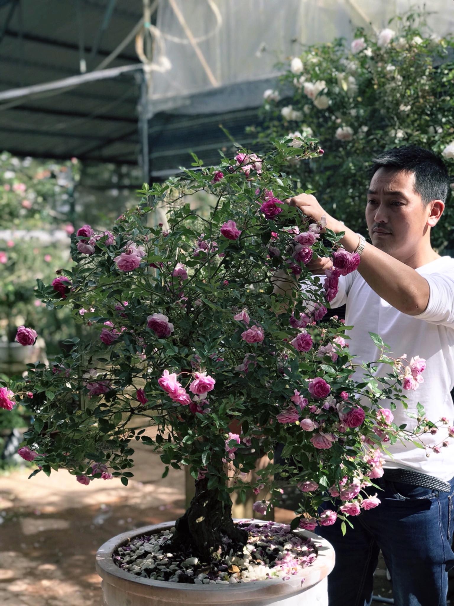 Cách chăm sóc cây hoa hồng bonsai - BonsaiArt