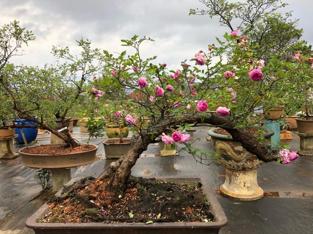 Cách chăm sóc cây hoa hồng bonsai - BonsaiArt