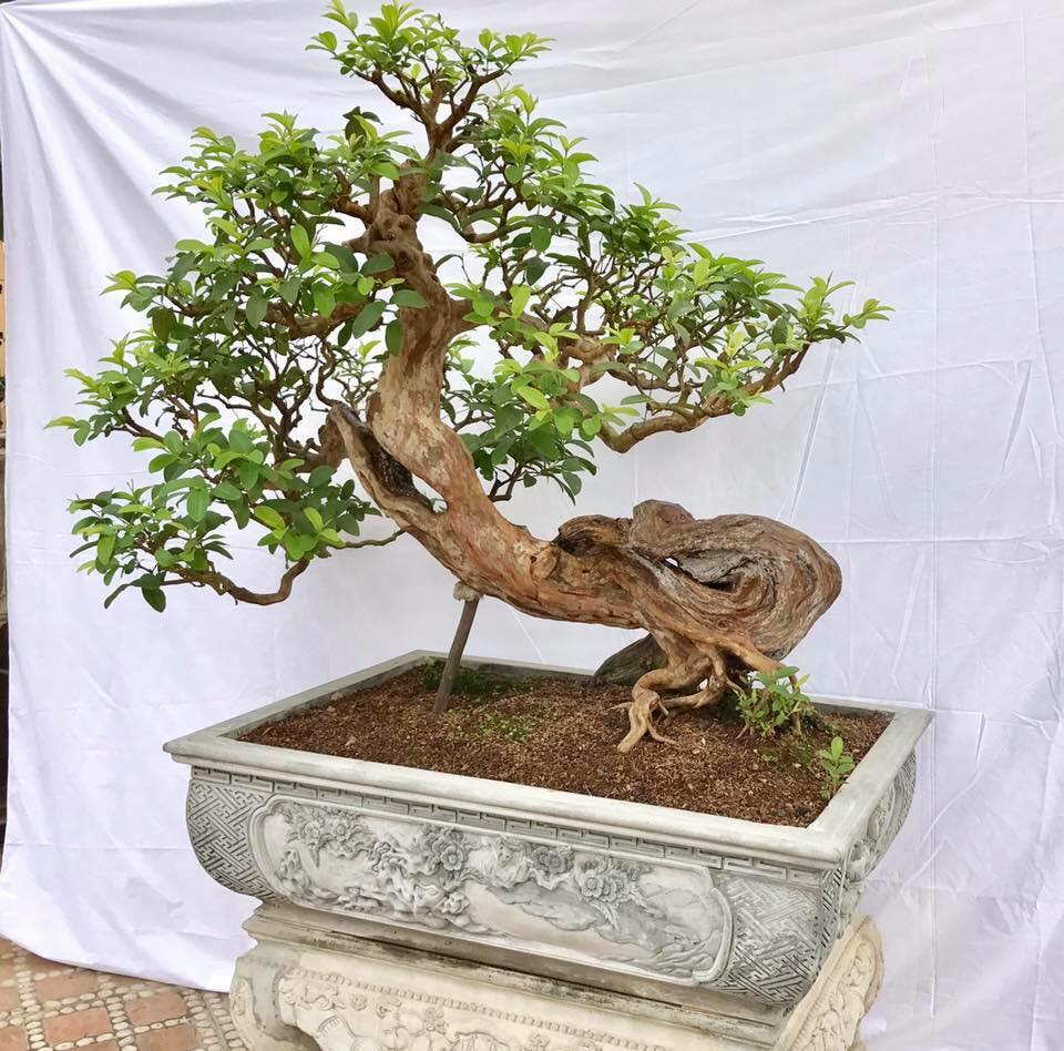 Cây ổi bonsai cực phẩm tại vườn giá từ 1 triệu-100 triệu