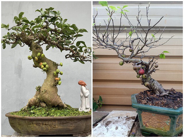 Cây làm cảnh trước nhà nay lên chậu thành bonsai giá tới vài ...