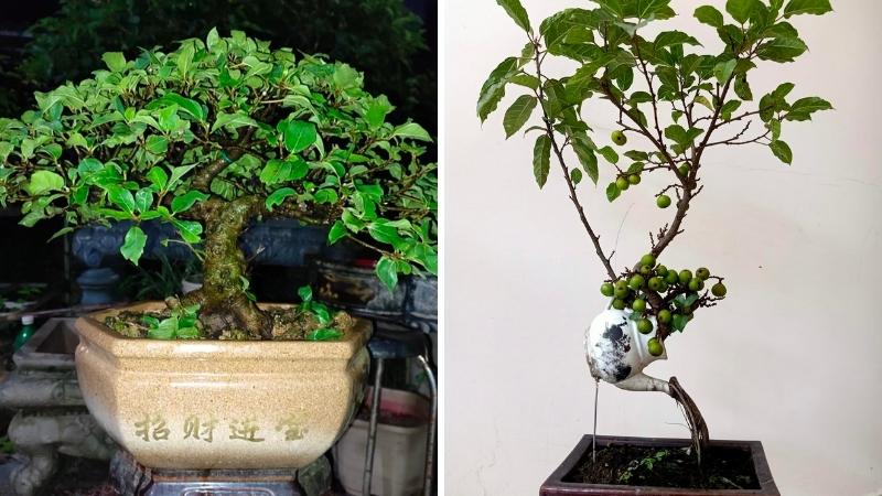 Cây sung bonsai: Ý nghĩa, hình ảnh, cách trồng, chăm sóc tại nhà