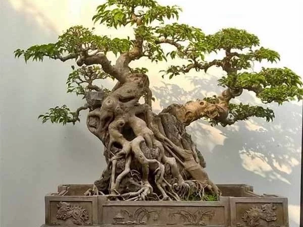 Chậu hình chữ nhật bonsai