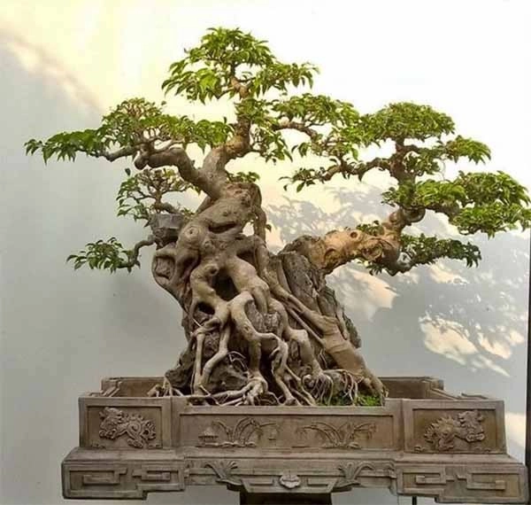 Chậu hình chữ nhật bonsai