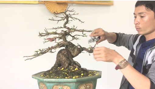 Bật mí cách chăm sóc mai Bonsai sau Tết đúng cách | Wesley ...