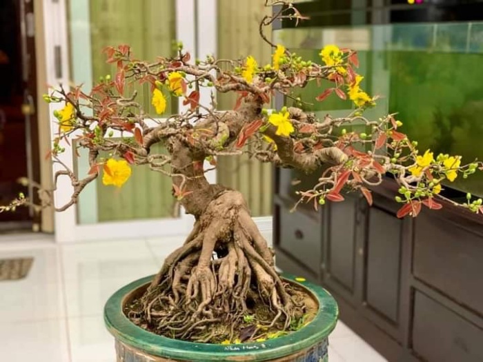 Cách chăm sóc mai Bonsai sau Tết đúng cách