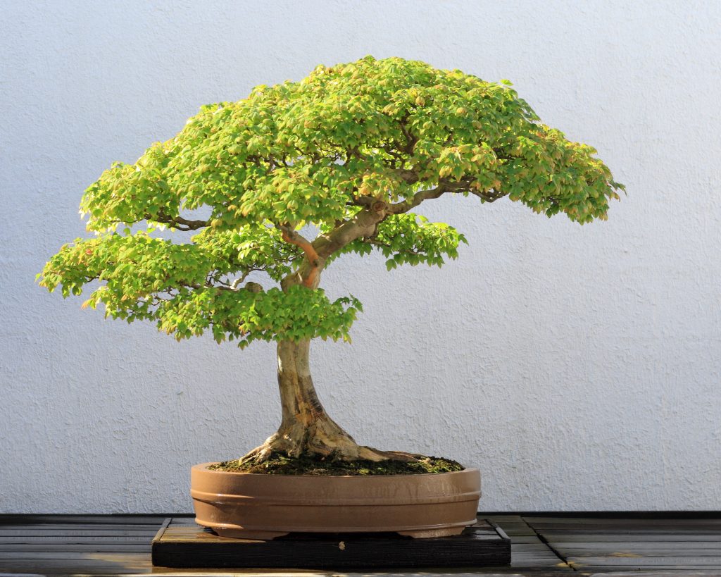 Nguồn gốc bonsai không đến từ Nhật Bản